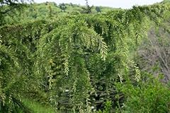 Cedrus atlantica aurea gebraucht kaufen  Wird an jeden Ort in Deutschland