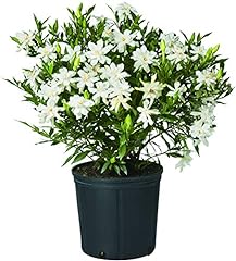 Shrub frostproof gardenia for sale  Delivered anywhere in USA 