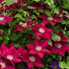 Clematis rebecca true for sale  Delivered anywhere in UK
