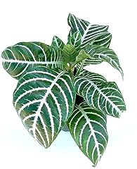 Aphelandra zebra plant for sale  Delivered anywhere in USA 