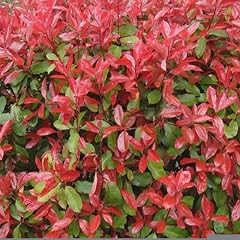Photinia red robin for sale  Delivered anywhere in UK
