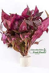 Alternanthera cardinalis tropi for sale  Delivered anywhere in UK