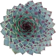 Sempervivum calcareum healthy for sale  Delivered anywhere in USA 