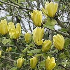 Magnolia gialla magnolia usato  Spedito ovunque in Italia 