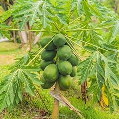 Waimanalo papaya seeds for sale  Delivered anywhere in USA 