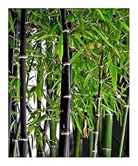 Phyllostachys nigra schwarzroh gebraucht kaufen  Wird an jeden Ort in Deutschland