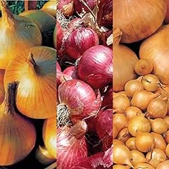 Winter onion sets for sale  Delivered anywhere in UK