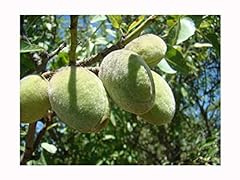 Almond amygdalus communis for sale  Delivered anywhere in UK