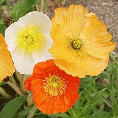 Iceland poppy seeds for sale  Delivered anywhere in USA 