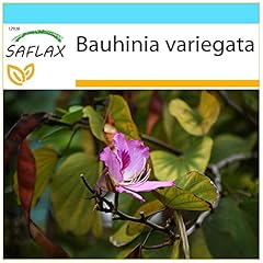 Saflax confezione regalo usato  Spedito ovunque in Italia 