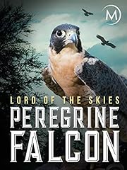 Peregrine falcon lord for sale  Delivered anywhere in USA 