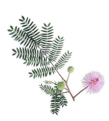 Sensitive plant seeds for sale  Delivered anywhere in USA 