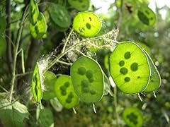 Silberblatt lunaria annua gebraucht kaufen  Wird an jeden Ort in Deutschland