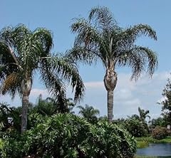 Queen palm cocos for sale  Delivered anywhere in USA 