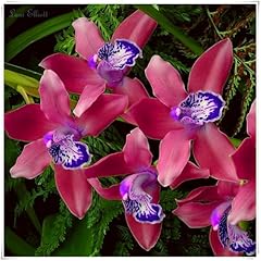 Perennial cymbidium orchid for sale  Delivered anywhere in UK