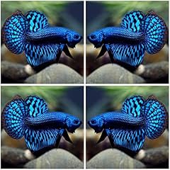 Tropical live fish for sale  Delivered anywhere in USA 