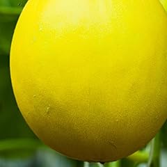 Canary melon garden for sale  Delivered anywhere in USA 