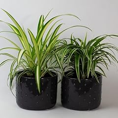 Tropical plants spider for sale  Delivered anywhere in UK