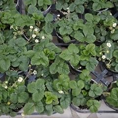 Piantine fragole stagioni usato  Spedito ovunque in Italia 