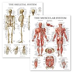 Palace learning muscular for sale  Delivered anywhere in USA 