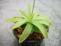 Carnivorous primrose butterwor for sale  Delivered anywhere in USA 