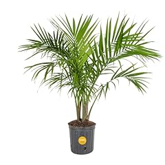 Costa farms majesty for sale  Delivered anywhere in USA 