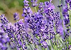Phenomenal lavender plants for sale  Delivered anywhere in USA 