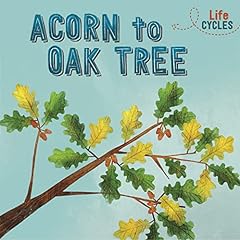 Acorn oak tree d'occasion  Livré partout en France