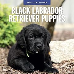 Black labrador retriever for sale  Delivered anywhere in UK