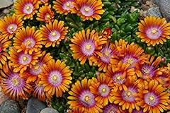 Delosperma ice plant for sale  Delivered anywhere in USA 