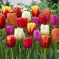 Bulbi fiore usato  Spedito ovunque in Italia 