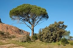 Mediterranean pine tree for sale  Delivered anywhere in USA 