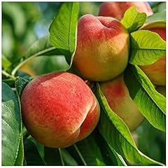 Peregrine peach tree for sale  Delivered anywhere in UK