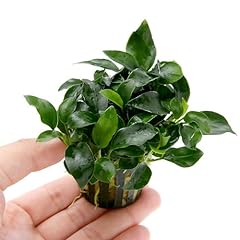 Anubias petite leaves for sale  Delivered anywhere in USA 