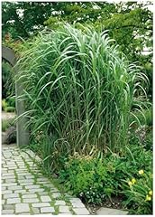 Miscanthus giganteus liter gebraucht kaufen  Wird an jeden Ort in Deutschland