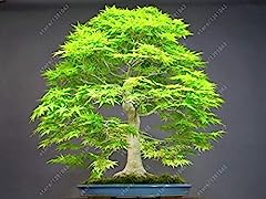Usato, Bloom Green Co. Pianta in vaso bonsai 100% vera pianta di acero rosso Bonsai giapponese, 20 pc/pacchetto, molto bella Albero coperto: 1 usato  Spedito ovunque in Italia 