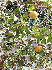 Dovyalis caffra 25 for sale  Delivered anywhere in USA 