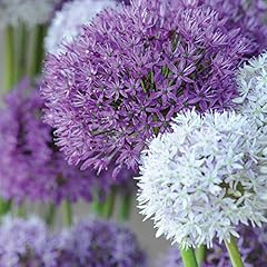 Allium bulbs collection for sale  Delivered anywhere in UK