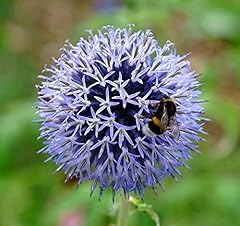 Kugeldistel veitch blue gebraucht kaufen  Wird an jeden Ort in Deutschland