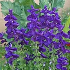 Blue monday salvia for sale  Delivered anywhere in USA 