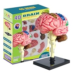 Wpsagek human brain for sale  Delivered anywhere in Ireland