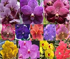 Live orchid plants for sale  Delivered anywhere in USA 