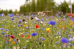 Wild flower seed for sale  Delivered anywhere in UK