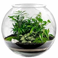 Kugelvase glas 30cm gebraucht kaufen  Wird an jeden Ort in Deutschland