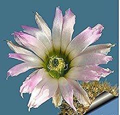 Echinocereus websterianus seed for sale  Delivered anywhere in UK