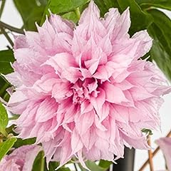 Clematis multi pink for sale  Delivered anywhere in UK