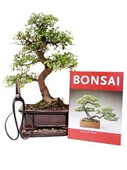 Bonsai geschenkset anfänger gebraucht kaufen  Wird an jeden Ort in Deutschland