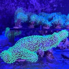 Coralslover live saltwater for sale  Delivered anywhere in USA 