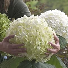 Garden hydrangea incrediball for sale  Delivered anywhere in UK