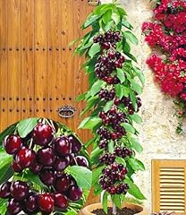 Baldur garten säulenkirsche gebraucht kaufen  Wird an jeden Ort in Deutschland
